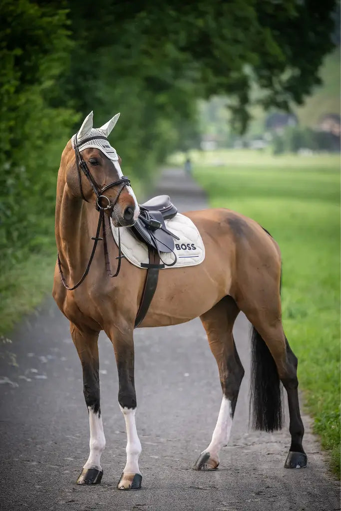 Horses